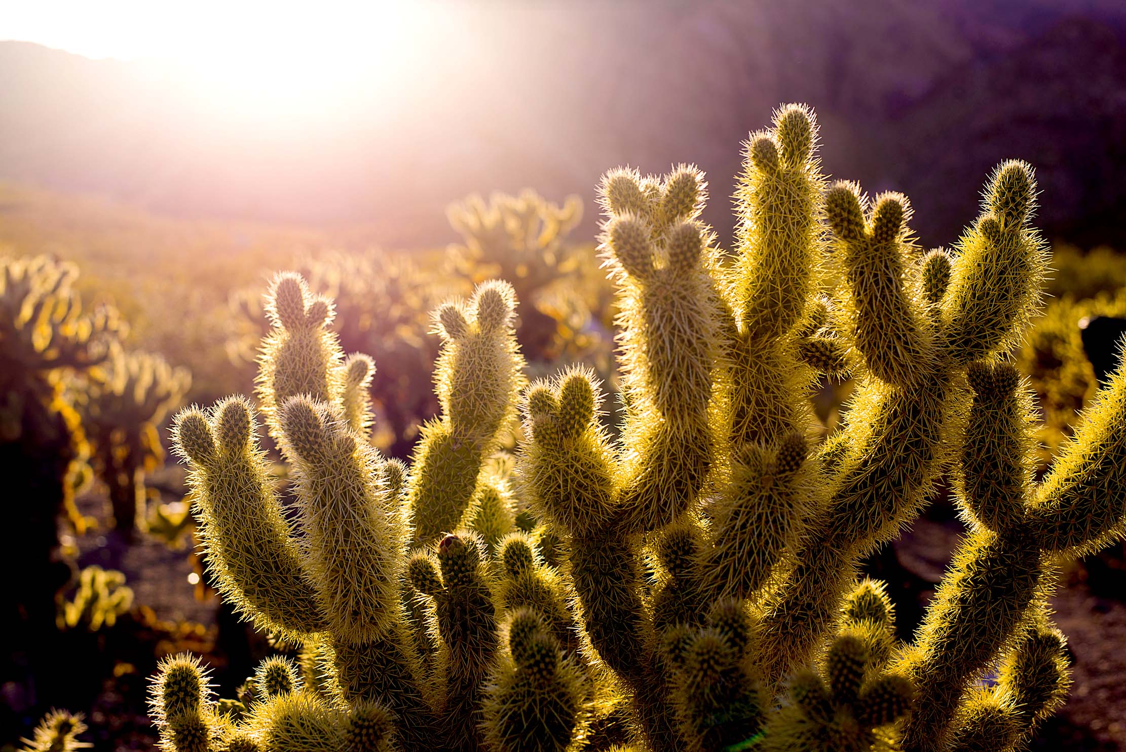 photo Demi DeHerrera